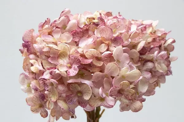 Ramillete de hortensia china 34cm altura soft touch, varios colores