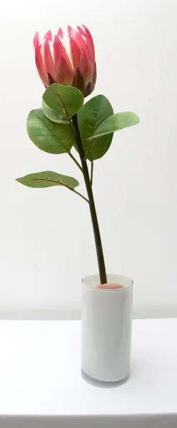 Vara de protea con hojas 65cm, varios colores