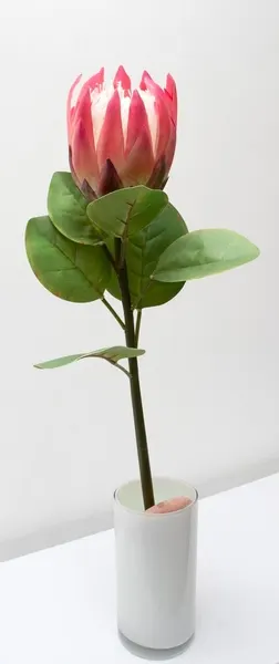 Vara de protea con hojas 65cm, varios colores