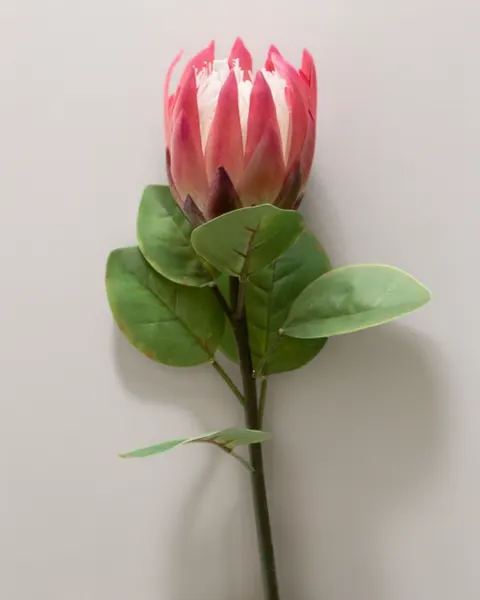 Vara de protea con hojas 65cm, varios colores