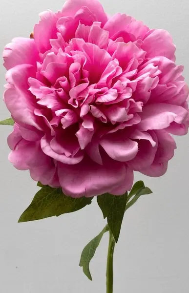 Peonia china 56cm, varios colores