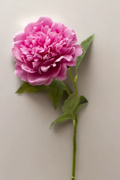 Peonia china 56cm, varios colores