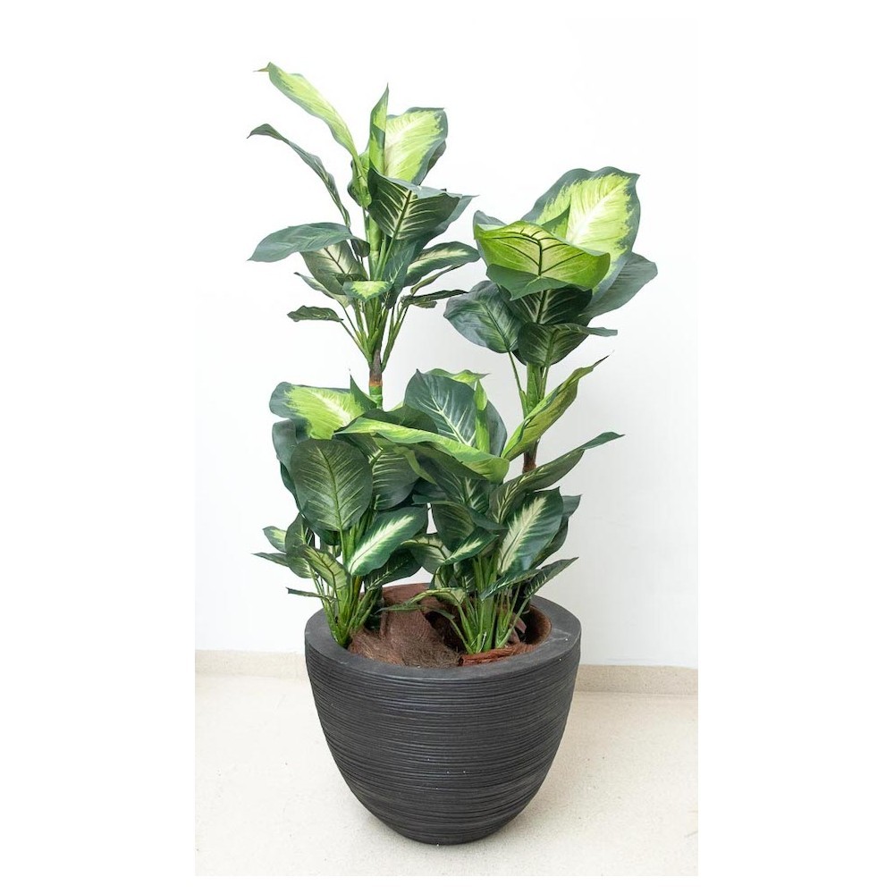 Planta dieffenbachia 110 cm
