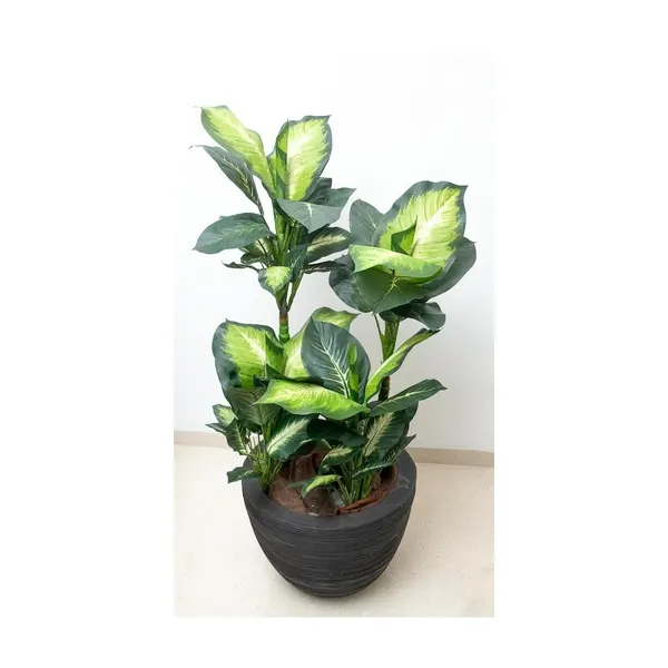 Planta dieffenbachia 110 cm