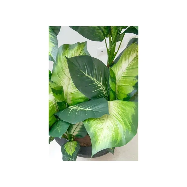 Planta dieffenbachia 110 cm