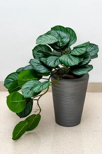 Colgante calathea raya lápiz 50cm de largo