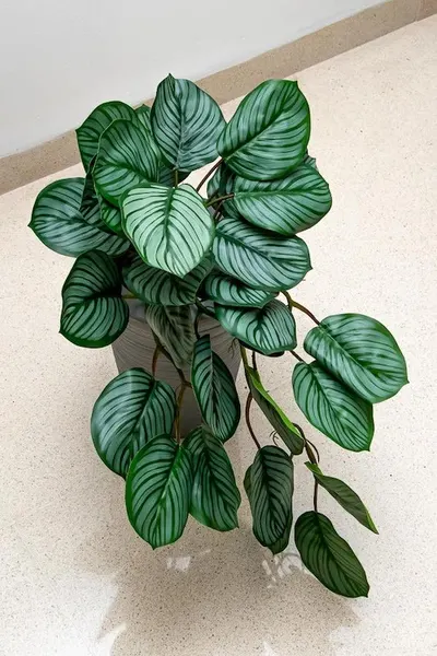 Colgante calathea raya lápiz 50cm de largo