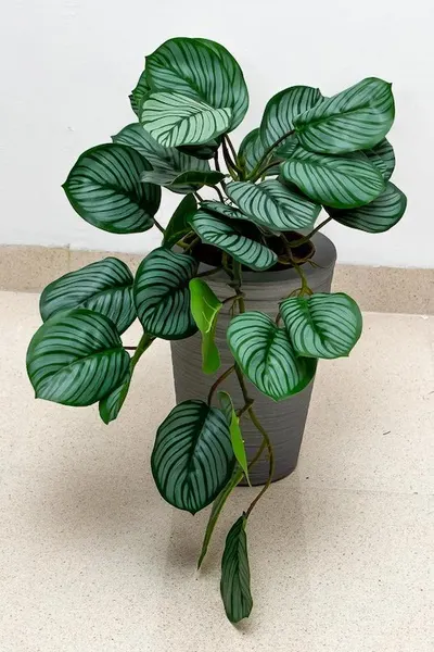 Colgante calathea raya lápiz 50cm de largo