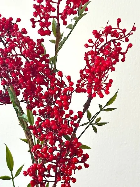 Vara de mini-cherries 70cm