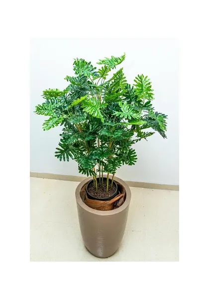 Planta philodendrom de 100 cm de altura