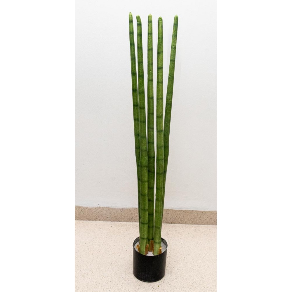 Sanserviera cilindrica 87 cm altura