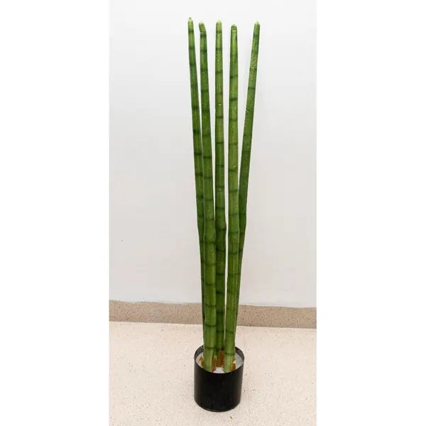 Sanserviera cilindrica 87 cm altura