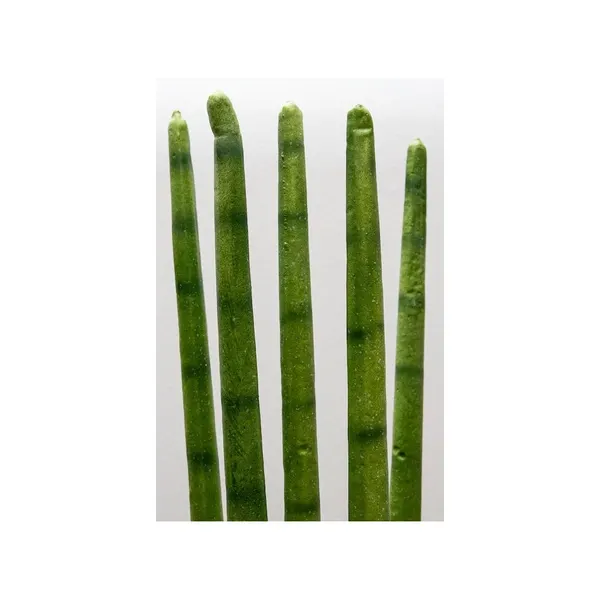 Sanserviera cilindrica 87 cm altura