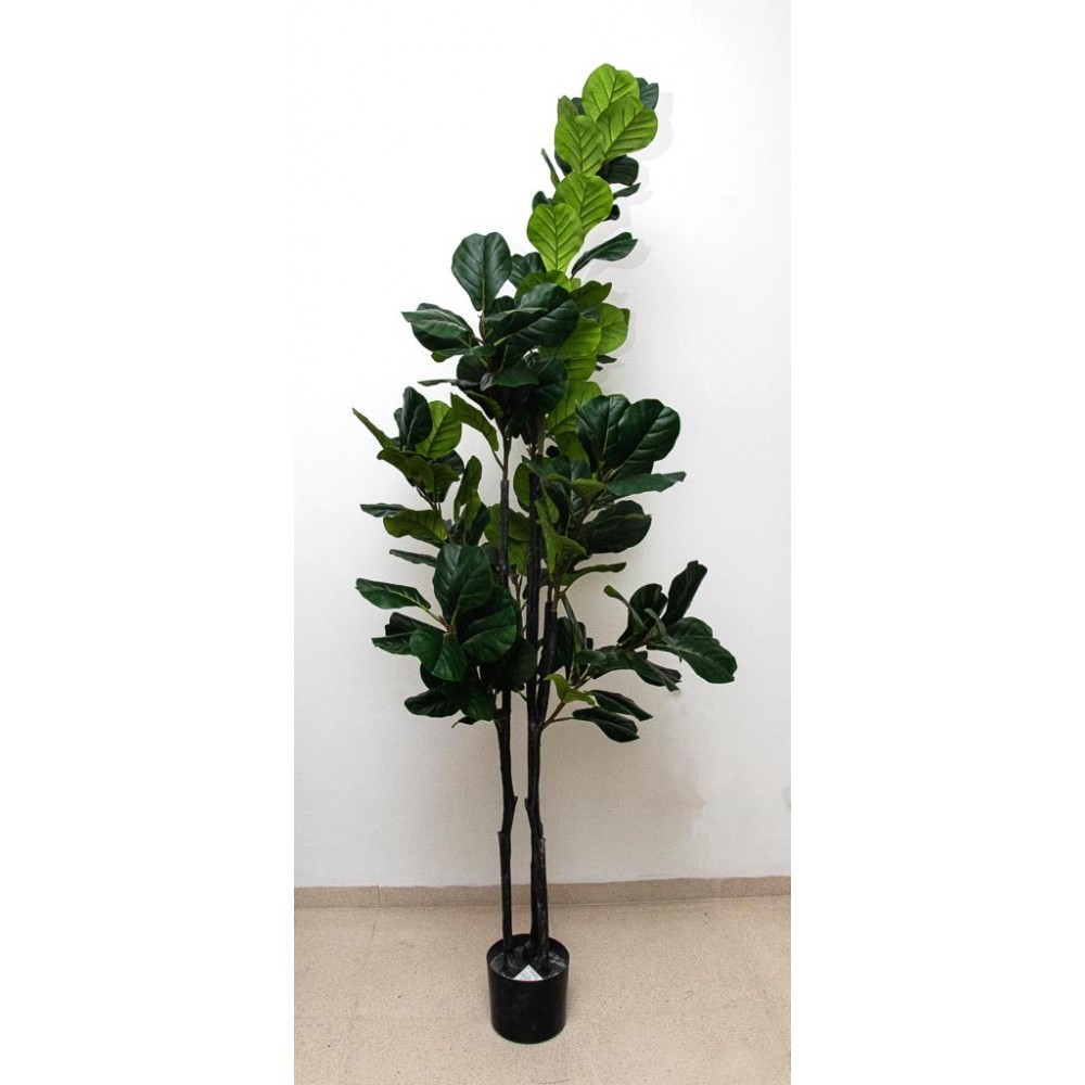 Pandurata 210cm altura
