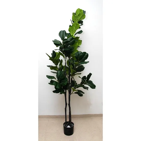 Pandurata 210cm altura