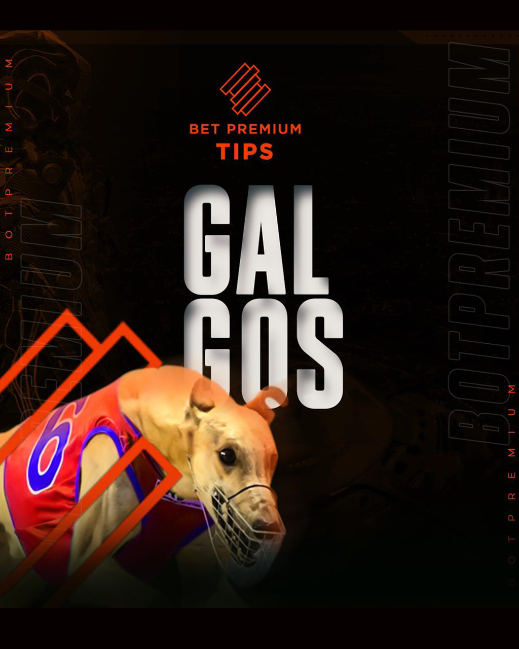 galgos.jpg