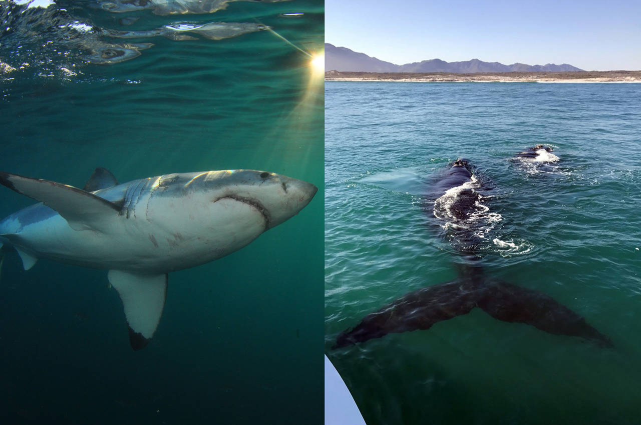 Gta 5 sharks and whales фото 37