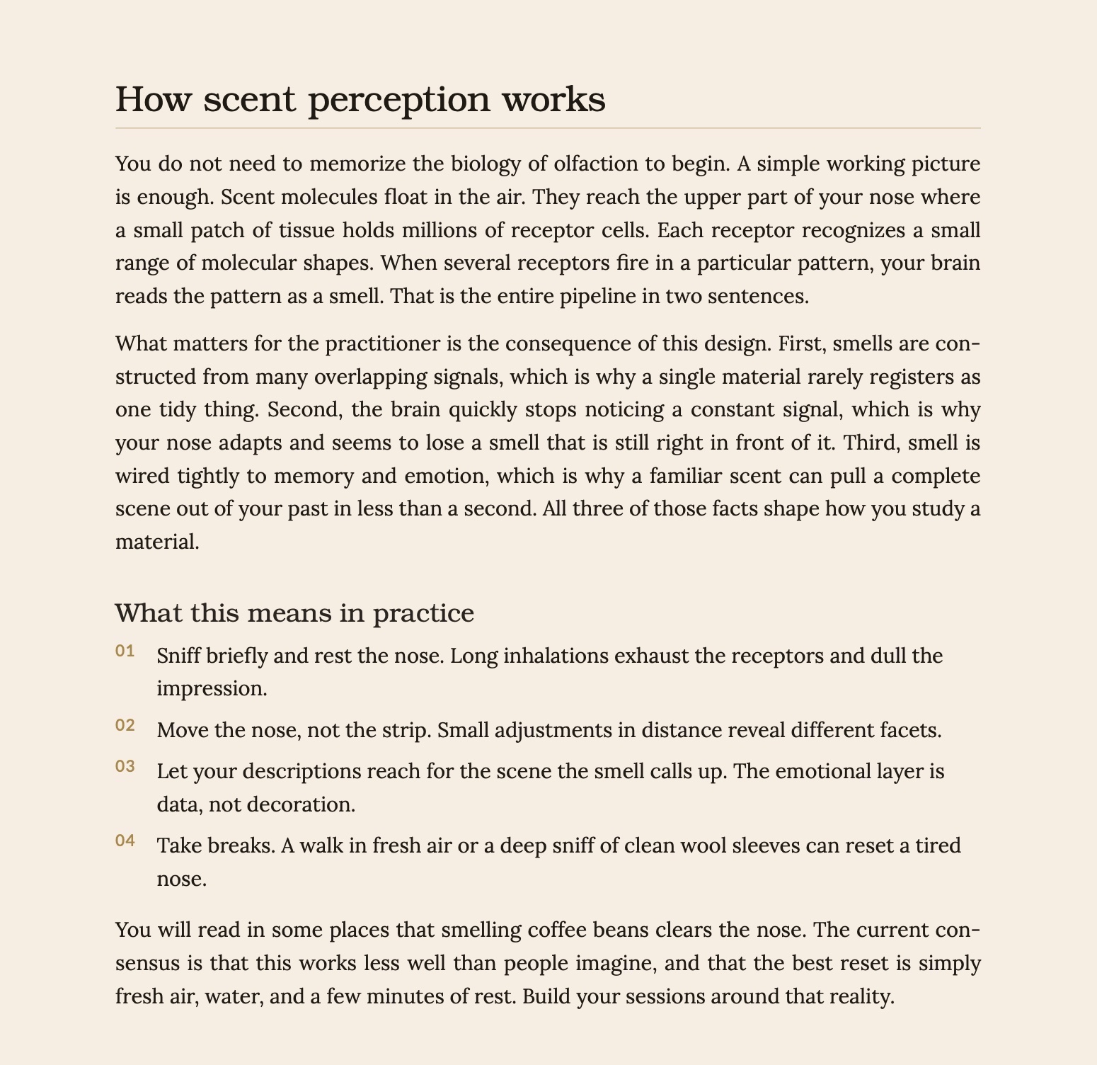 Book 1 - THE SELF GUIDED PERFUMERY STUDIO - The Beginner's Nose Training Guide preview 4