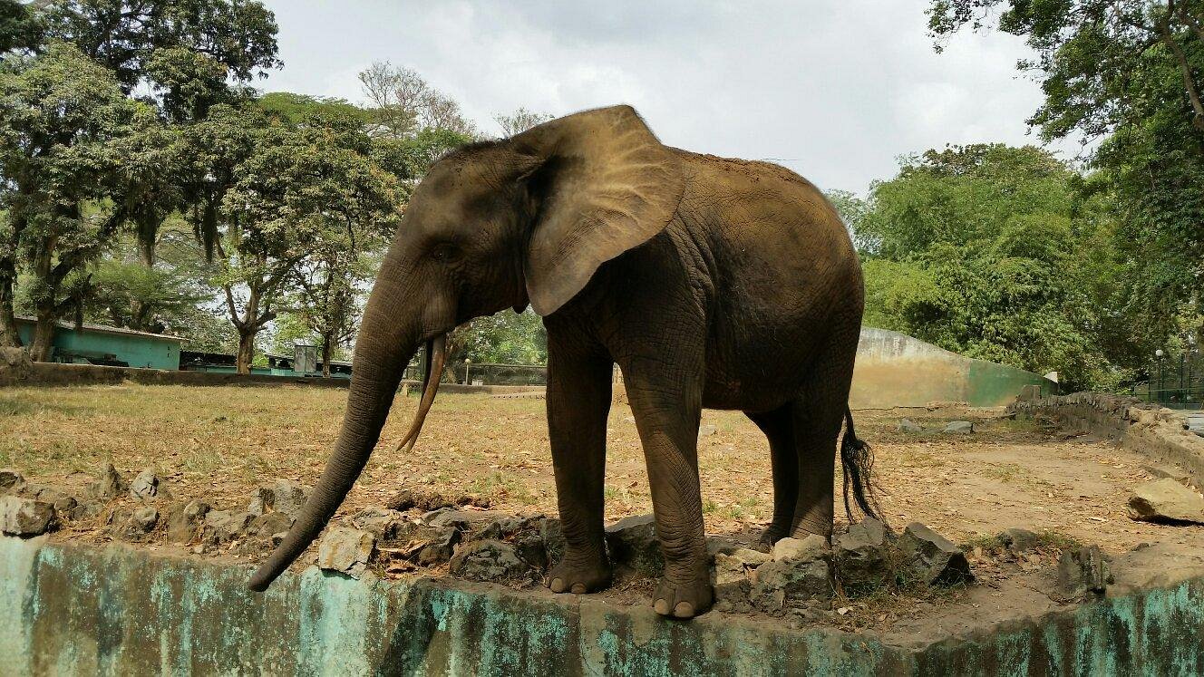 Zoo Nationale, Selections ChicEvent, Abidjan