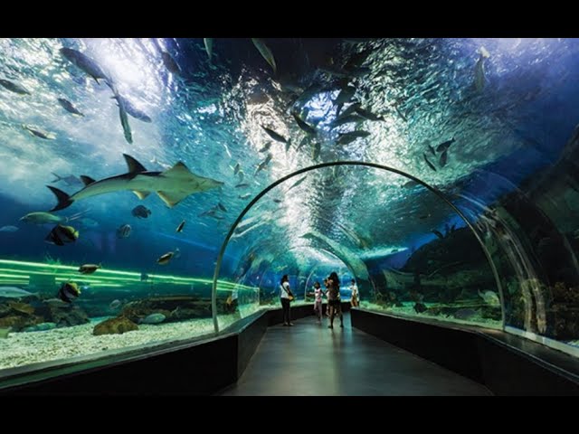 Shedd Aquarium