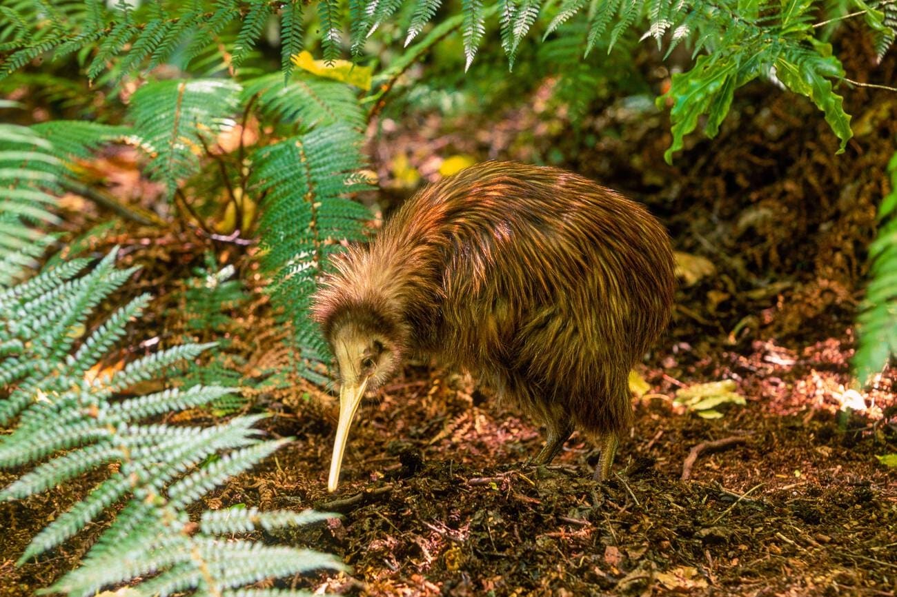 New Zealand North and South Island Discovery Tour (11D9N) thumbnail 7