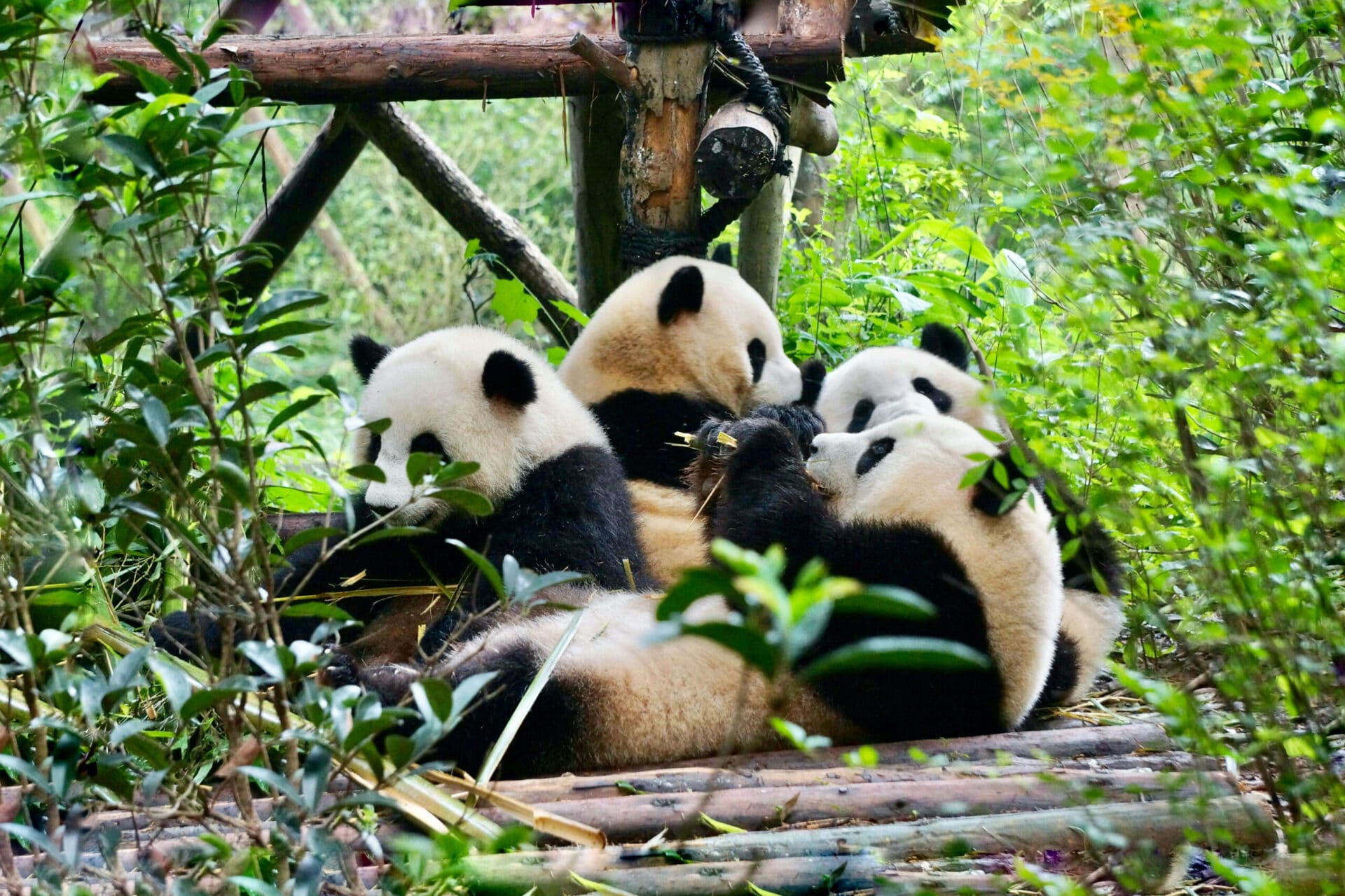 Chongqing & Chengdu Panorama Tour (11D10N) thumbnail 2