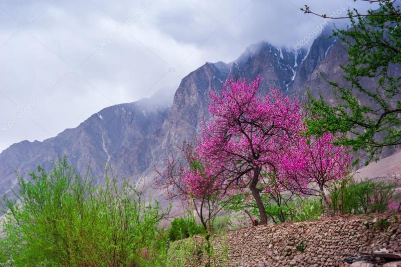 Karakoram to Capital: The Complete Pakistan Northern Experience (12D11N) thumbnail 8