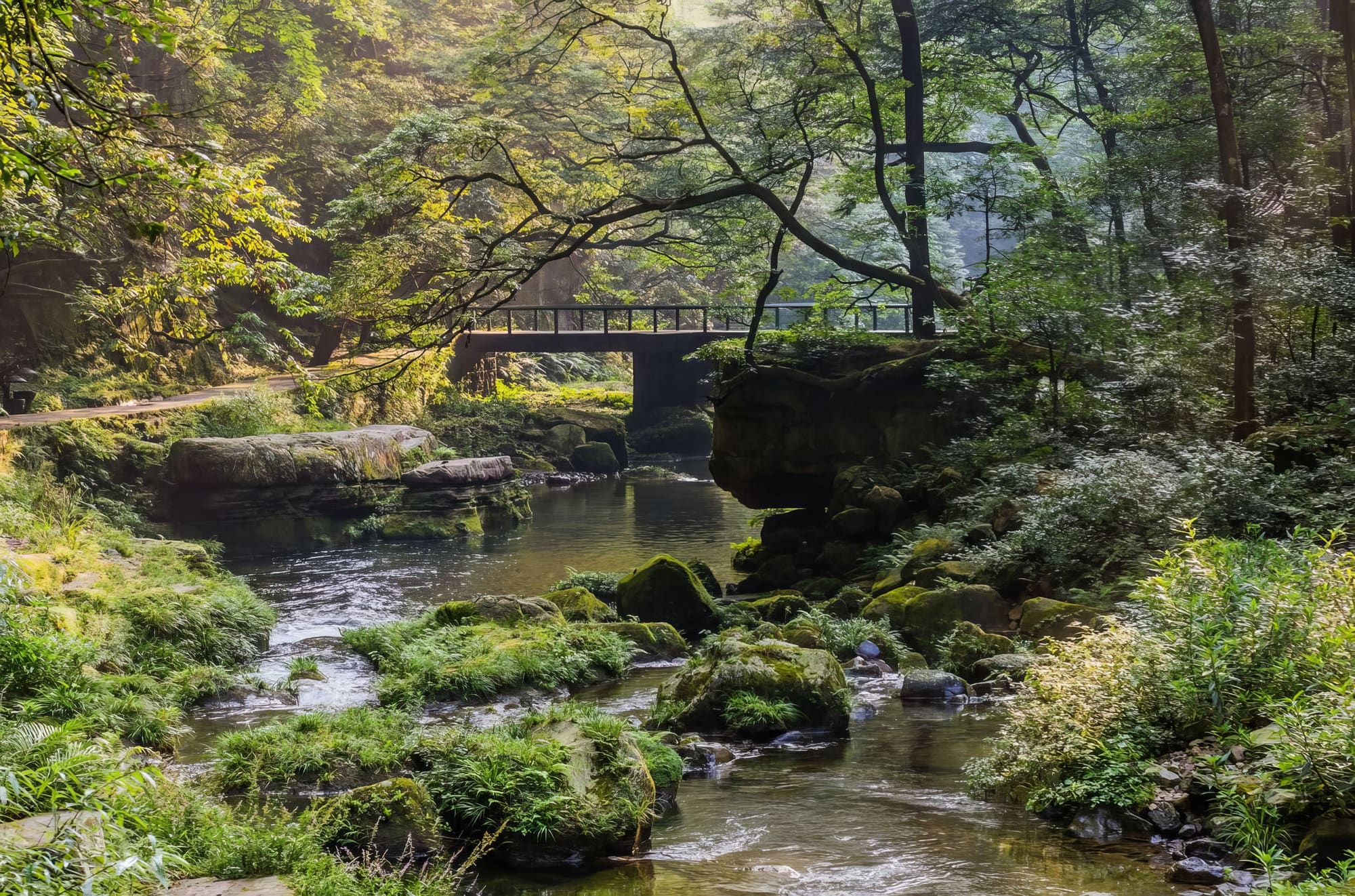 Forest Peaks, Gallery & Stream