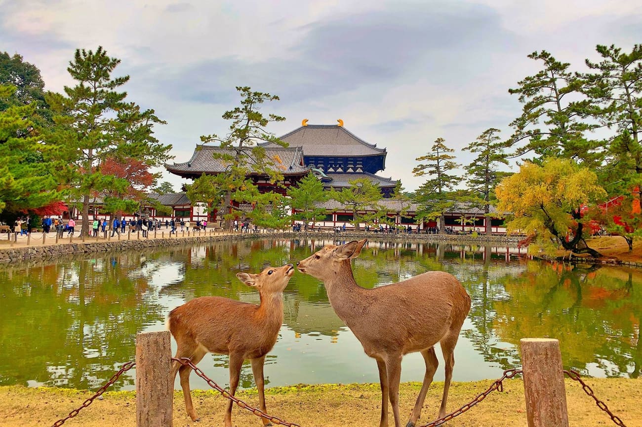Japan Discovery: Osaka, Kyoto, Hakone & Tokyo (8D7N) thumbnail 3