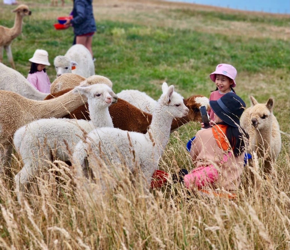 Seals, Alpacas & Garden City – Kaikōura to Christchurch