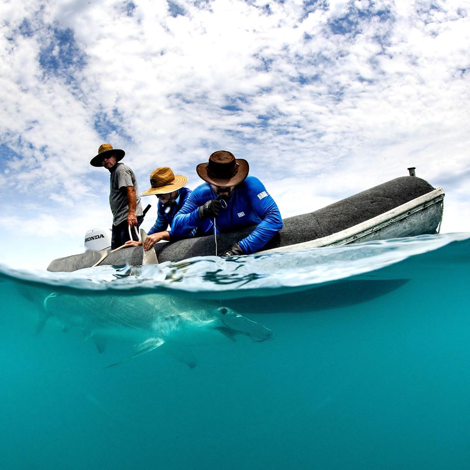 Tagging a Hammerhead