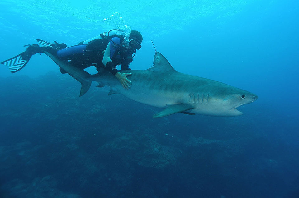 A tagged tiger shark on the Great Barrier Reef