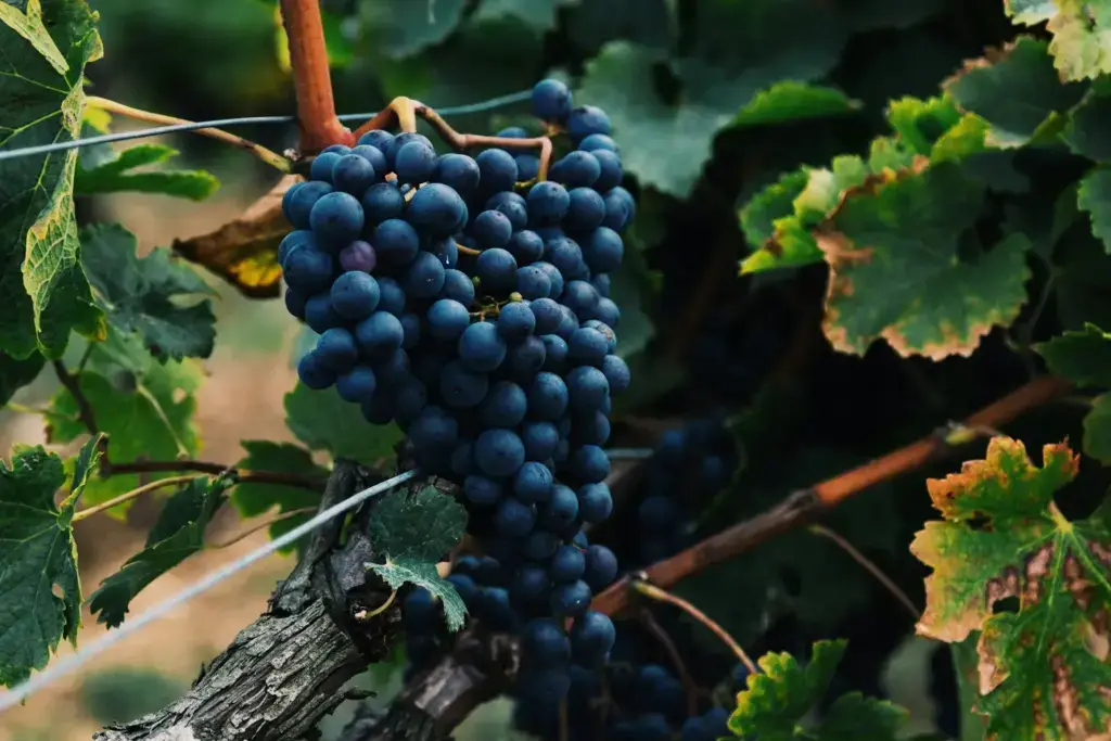 Le 5 migliori cantine da visitare a Bordeaux e come prenotarle