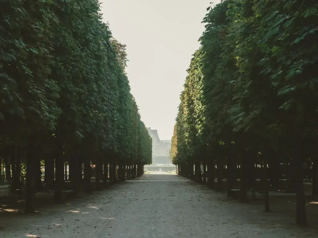 City Game Paris Tuileries Gardens trees