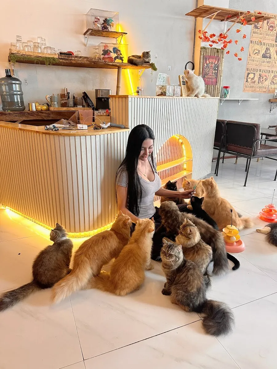 Cats Cafe | Samui Coffee & Co-Working photo 2