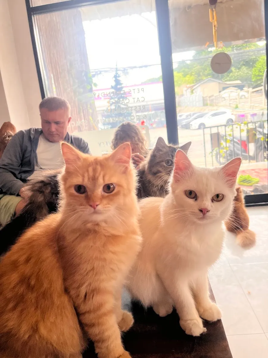Cats Cafe | Samui Coffee & Co-Working photo 3