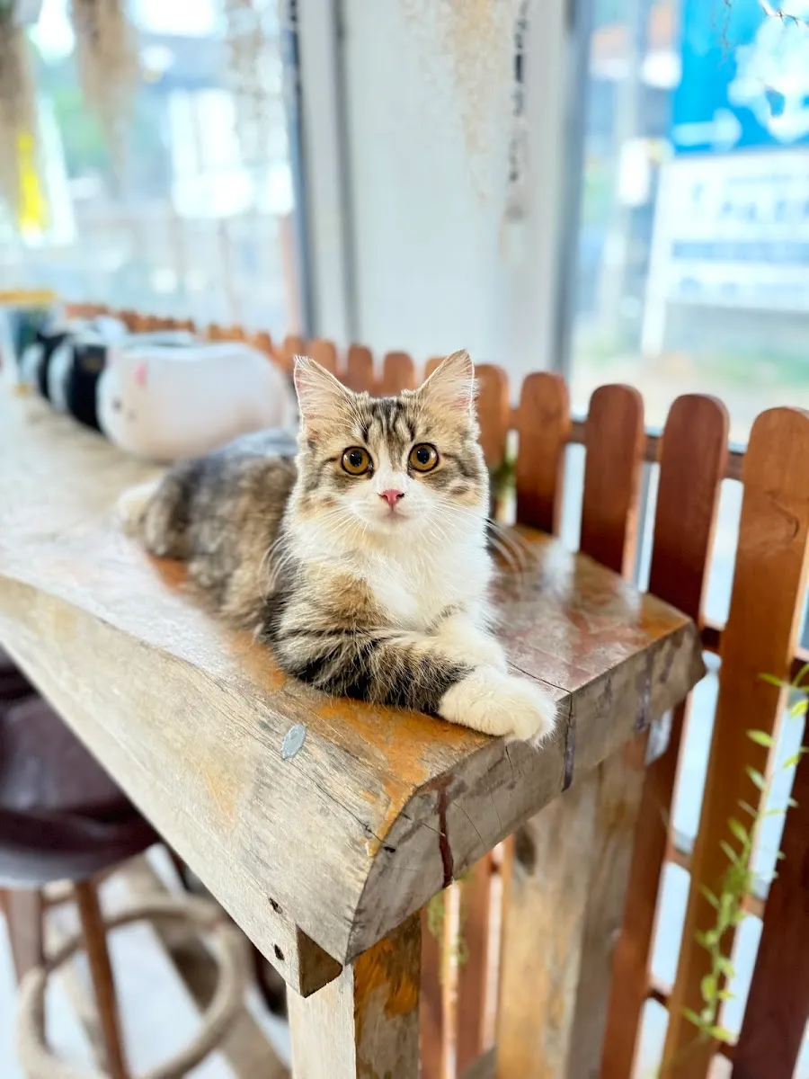 Cats Cafe | Samui Coffee & Co-Working