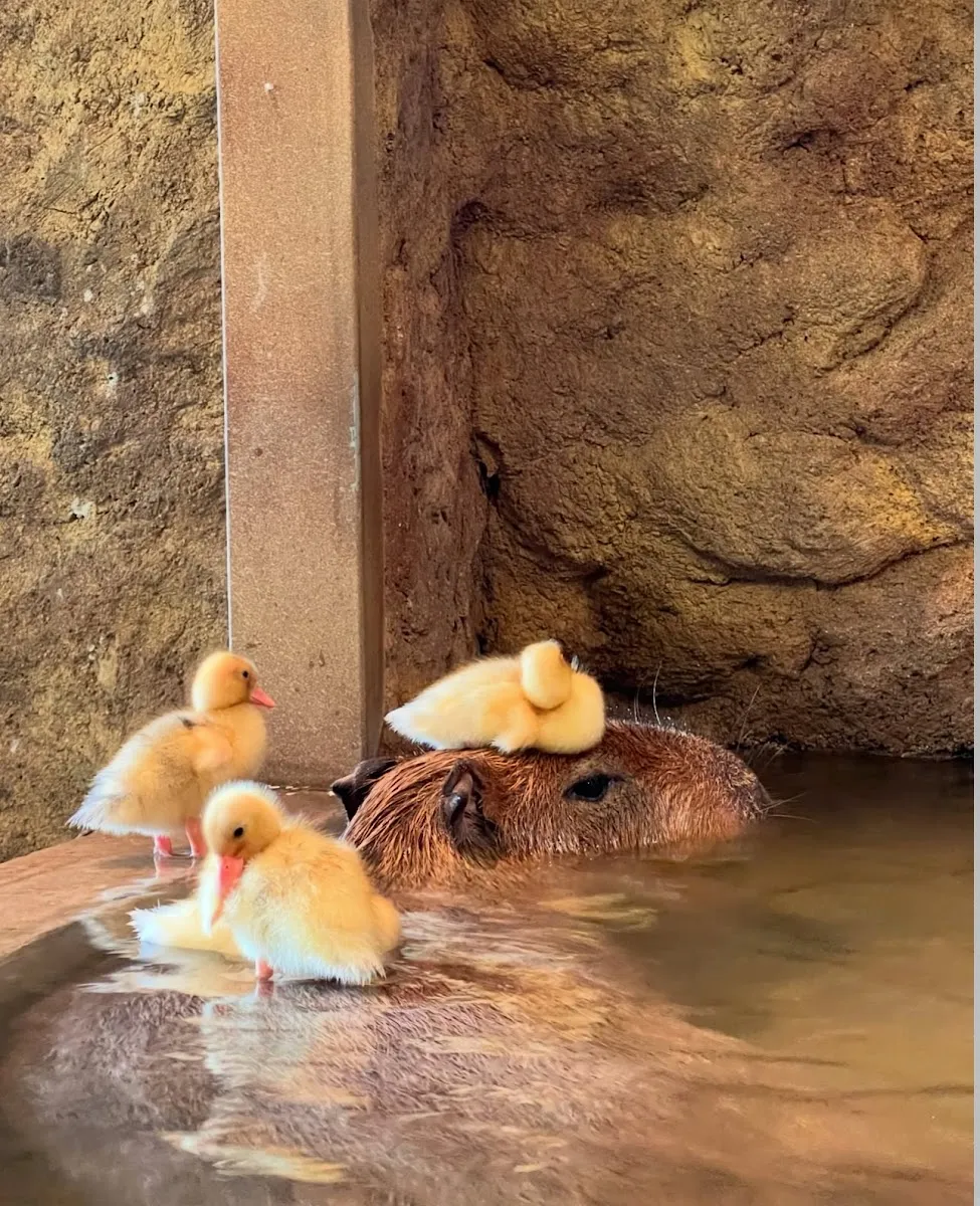 Capybara Coffee Samui photo 2