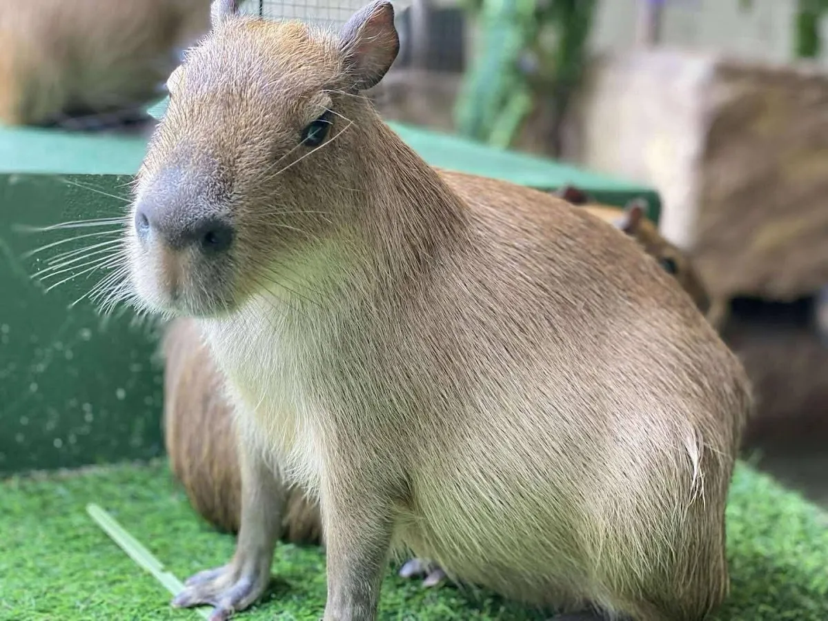 Capybara Coffee Samui photo 3
