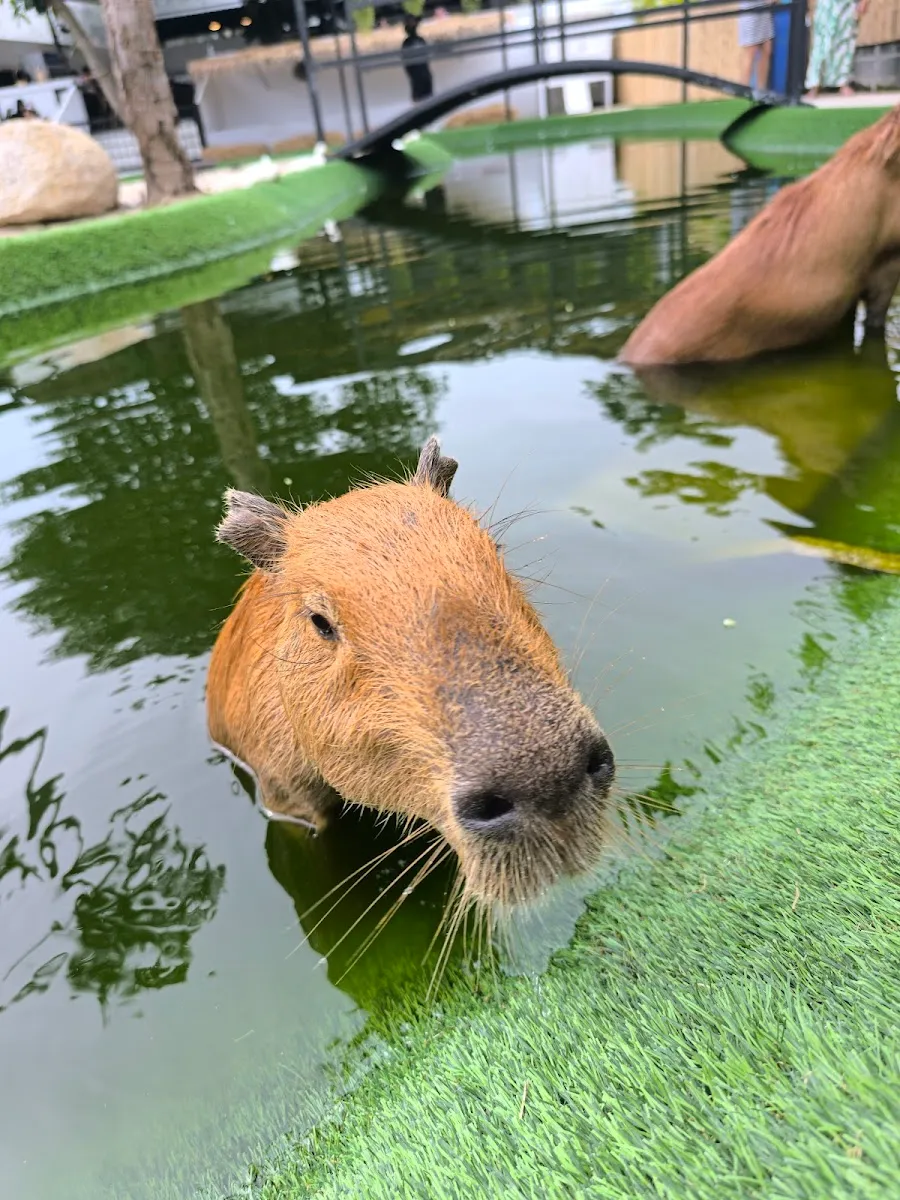 Capybara World Koh Samui photo 3