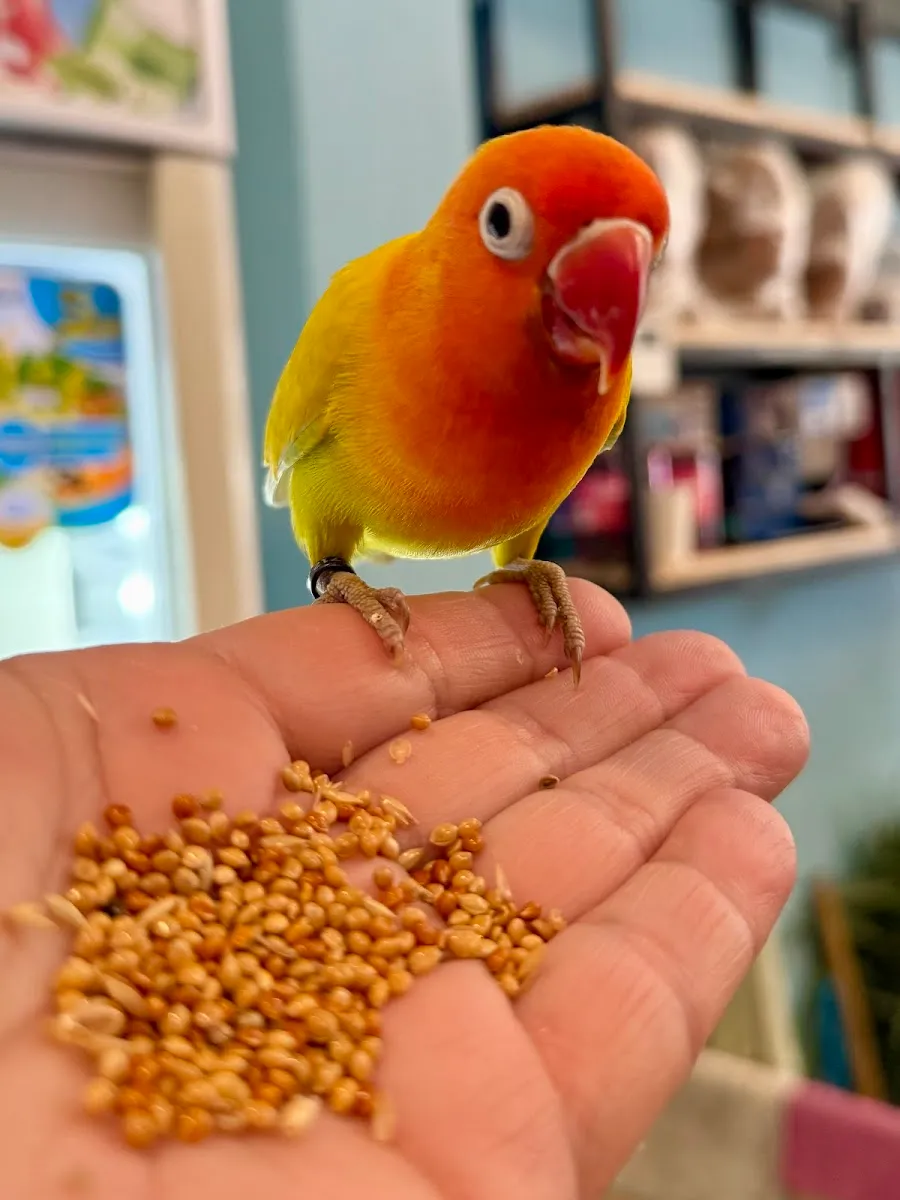CapyBARa fisherman’s village