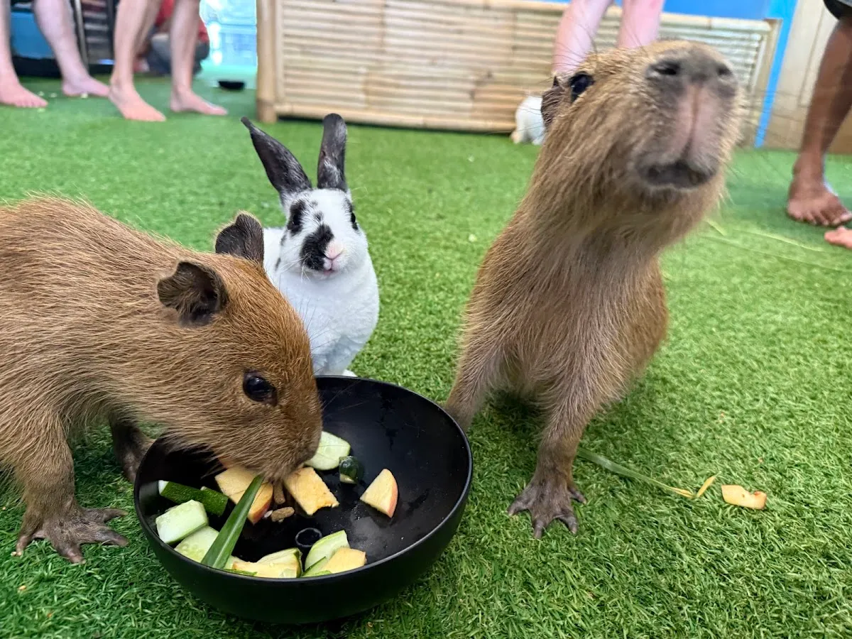 CapyBARa fisherman’s village photo 3