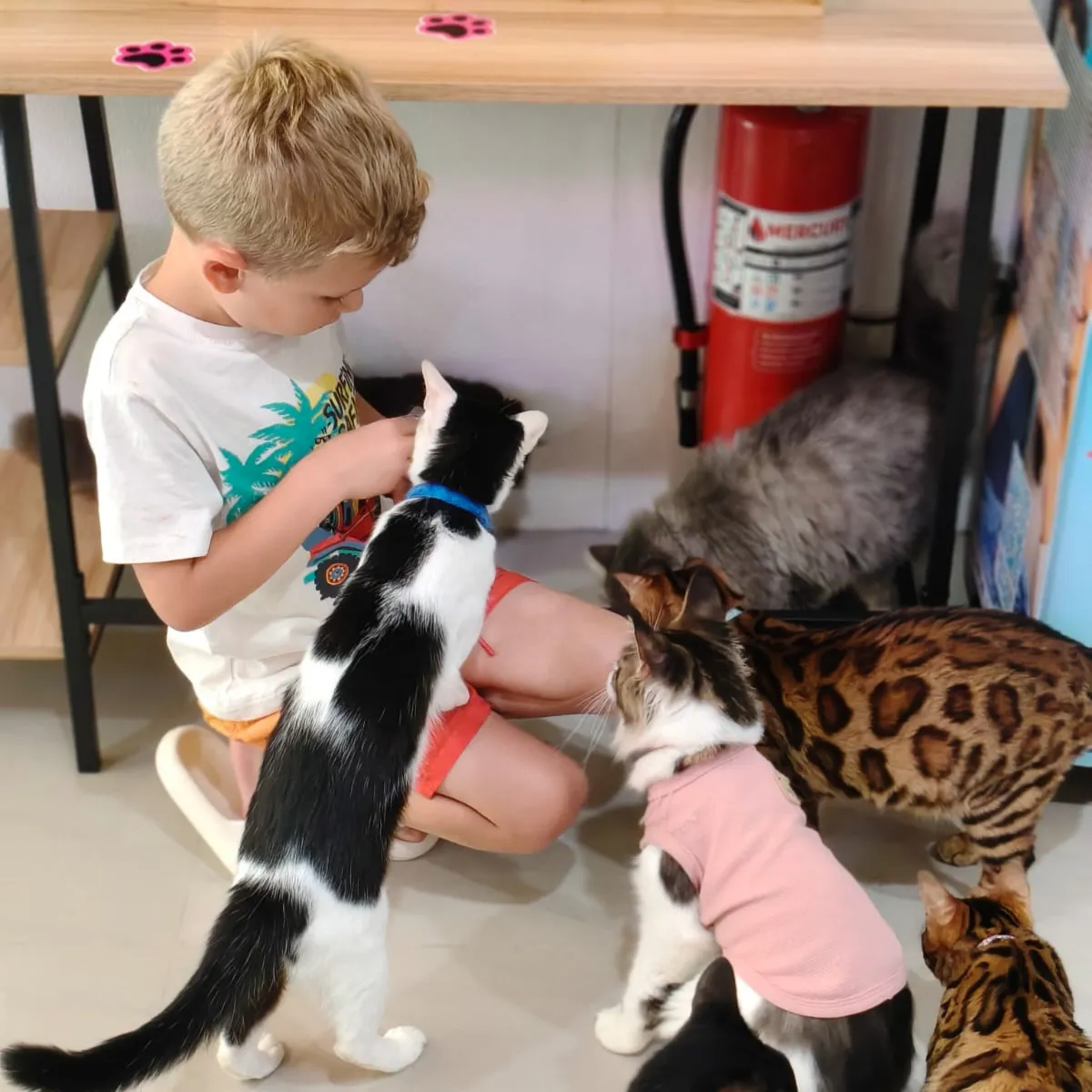 Cat café by CatWorld photo 3