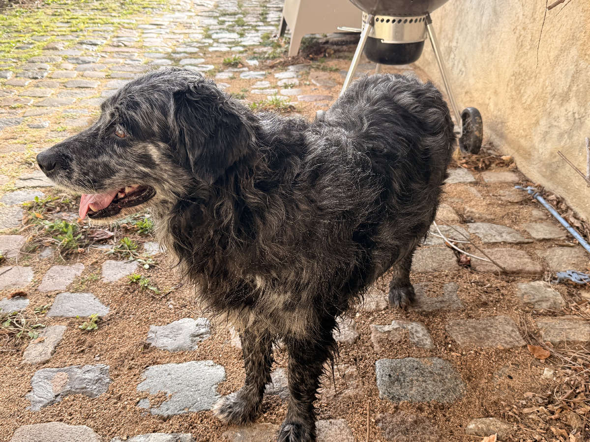 À qui est ce chien ?