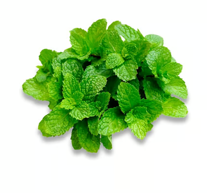 Fresh Mint Leaves - Without Roots (pudina)