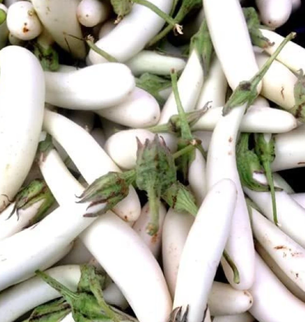 White Brinjal
