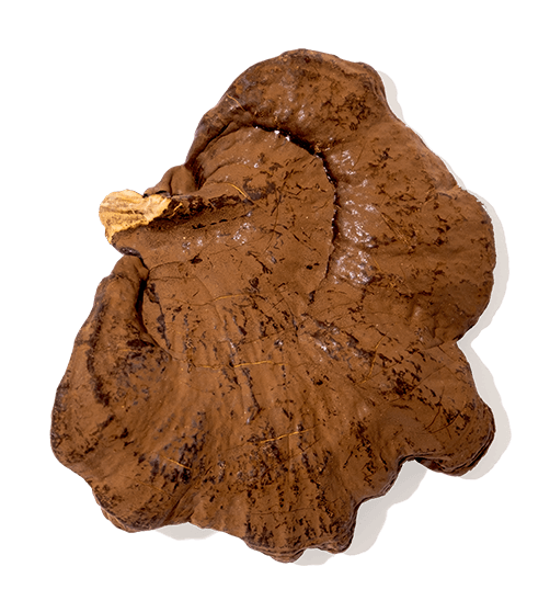 Organic Reishi Mushrooms