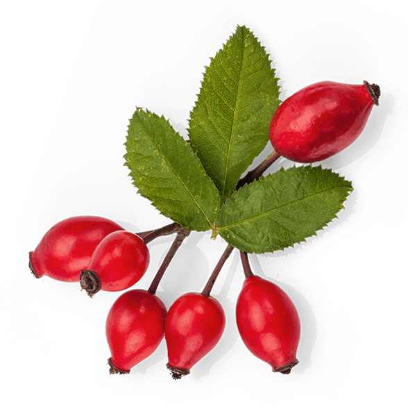 Rose Hip