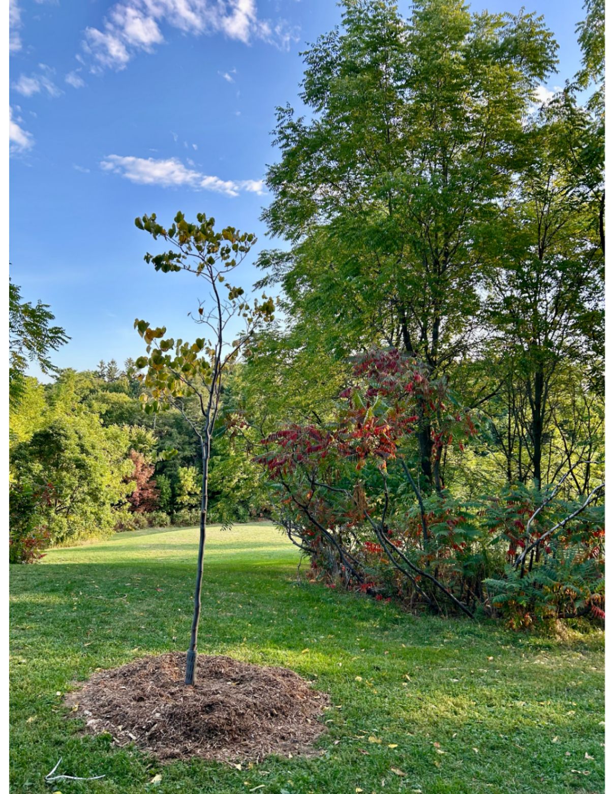 Community photo submission