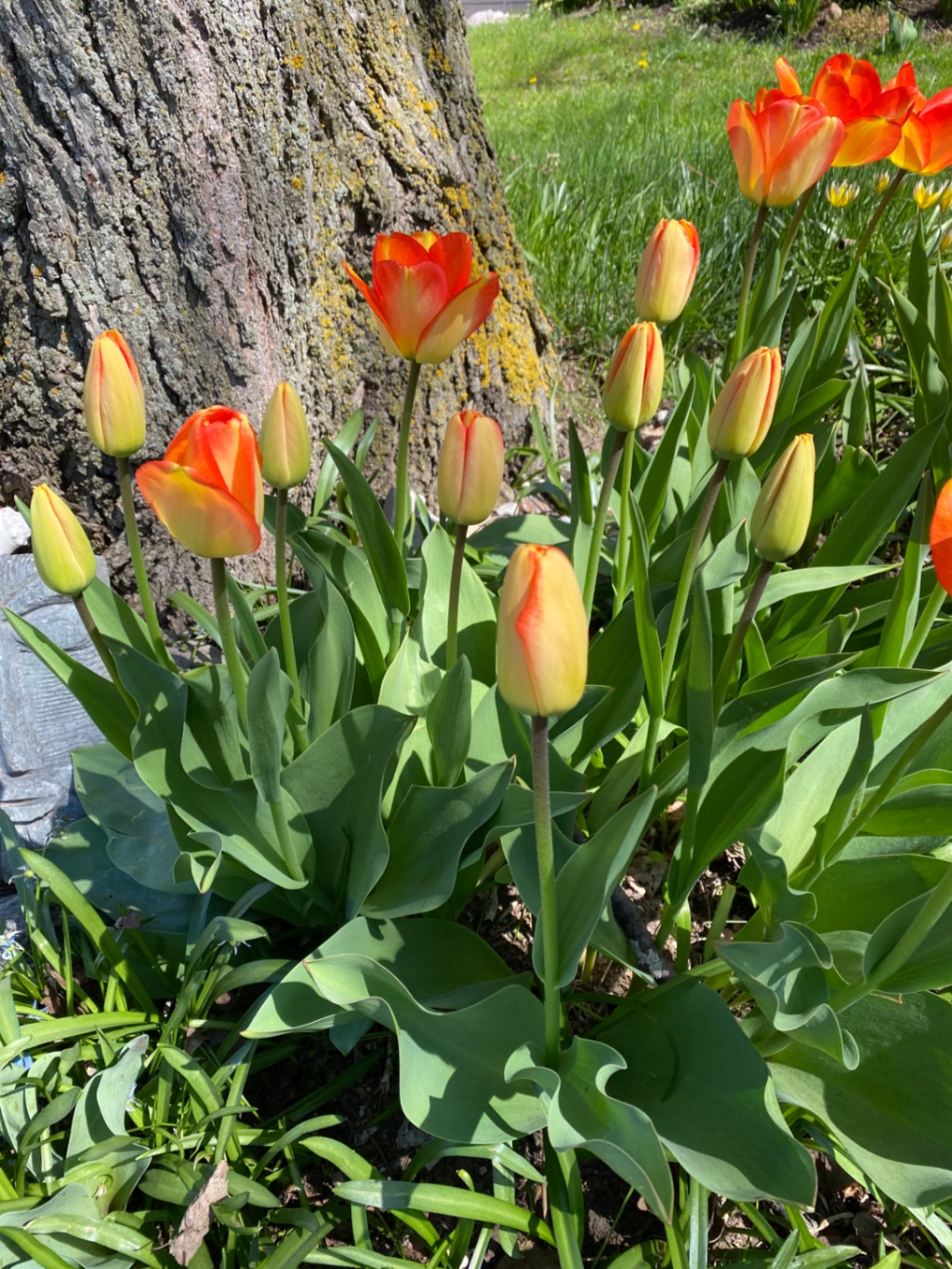 Community photo submission